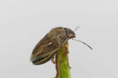 Réf. 265 032 : Neottiglossa leporina